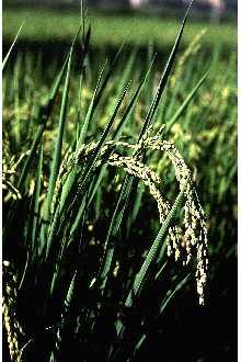 HUILE VÉGÉTALE de Riz (Oryza sativa ) BIO