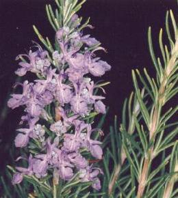 HUILE ESSENTIELLE de Romarin (Rosmarinus officinalis)