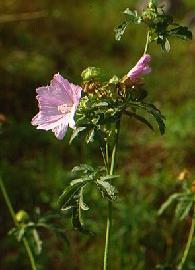 HUILE VÉGÉTALE de Rose musquée (Rosa Affinis Rubiginosa) BIO