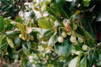 HUILE ESSENTIELLE de Saro (Cinnamosma fragrans)