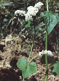 Gélules de Sarrasin, BIO