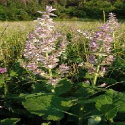 HUILE ESSENTIELLE de Sauge sclarée (Salvia sclarea)