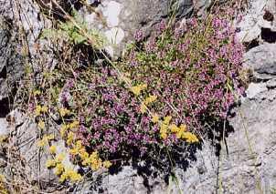 Gélules de Serpolet, Thymus serpyllum