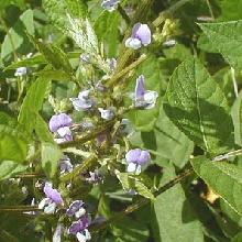 HUILE VÉGÉTALE de Soja (Glycine soja) BIO