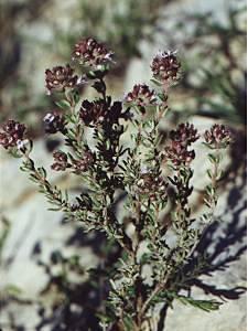 HUILE ESSENTIELLE de Thym rouge (Thymus vulgaris)