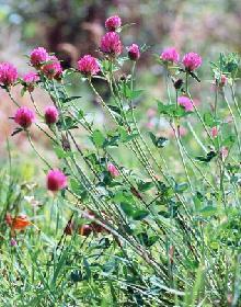 GELULES de Trèfle rouge (250 mg), Trifolium pratense