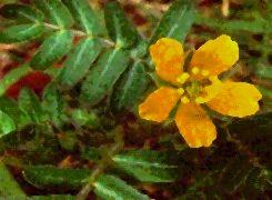 GÉLULES de tribulus (450 mg), Tribulus terrestris