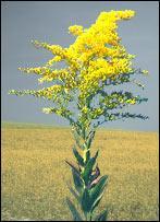 GÉLULES de Verge d'or (200 mg), Solidago virgaurea