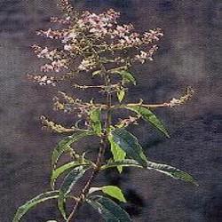 HUILE ESSENTIELLE de Verveine citronné (Lippia citriodora)