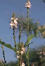 Gélules de Verveine Verbena officinalis