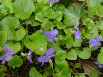 ELIXIR FLORAL de Violettes