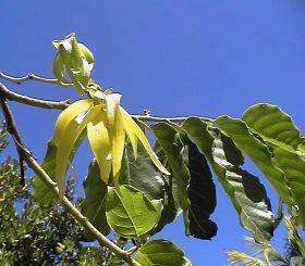 HUILE ESSENTIELLE de Ylang ylang III (Cananga odorata)